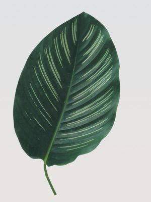 FEUIL. CALATHEA ZEBRINA 42CM